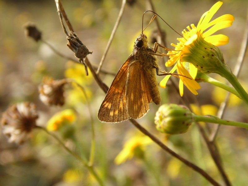 Hesperidae da identificare